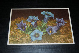 29747-              GENTIANA ACAULIS, FLOWERS FLEURS BLUMEN BLOEMEN - Flowers