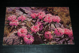 29752-       RHODODENDRON, WEST VIRGINIA, KENTUCKY, TENNESSEE, N. CAROLINA / FLOWERS FLEURS BLUMEN BLOEMEN - Flowers