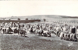 ALGERIE Le Marché De DJELFA Chèvres Et Moutons - Djelfa