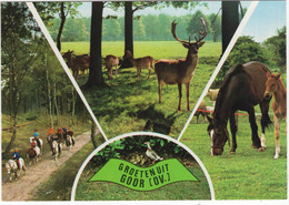 Delcampe - Groeten Uit Goor (Ov.) -  Ruitersport, Herten, Paard, Veulen - (Holland) - Goor