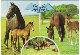 Delcampe - Groeten Uit Goor (Ov.) -  Paarden, Veulens - (Holland) - Goor