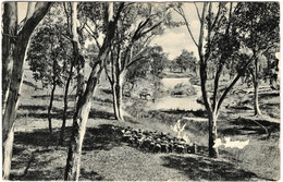 Flock Of Sheep, Abington Creek, NSW - Posted Dungog, 1907 With Stamp - Andere