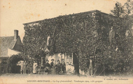 03 Louchy Montfand  Vendanges 1904 - Autres & Non Classés