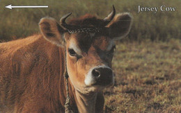 Jersey Cow - Vacas