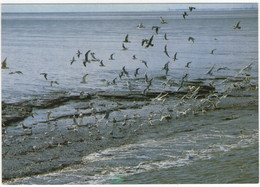 De Waddenzee - (Zeemeeuwen, Zeevogels) - (Holland) - Sonstige & Ohne Zuordnung