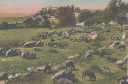 Delcampe - 06 LES GORGES DU LOUP GOURDON UN PATURAGE AU FOND LE VILLAGE - Gourdon