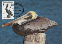 MAXIMUM CARD - MAXICARD - MAXIMU MKARTE- CARTE MAXIMUM - BRITHIS VIRGIN ISLANDS - BROWN PELICAN - Pelicanus Occidentalis - Pélicans