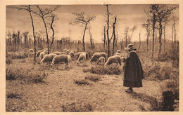 Delcampe - Roquefort Moutons Brebis Berger - Roquefort