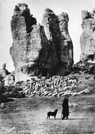 Delcampe - Roquefort Moutons Brebis Berger Rocher Géologie - Roquefort