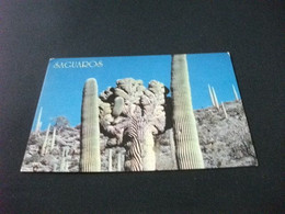 CACTUS  SAGUAROS ARIZONA USA - Cactusses