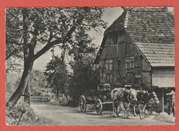 Delcampe - CP REGION ALSACE 50 Collection " Site D'Alsace "- Le Sundgau Helfrantzkirch - Alsace