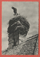 Delcampe - CP REGION ALSACE  C CIGOGNES 6 Collection " Site D'Alsace "- Nid De Cigognes - Alsace