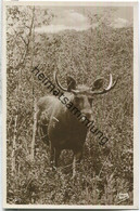 Delcampe - Kurische Nehrung - Elch - Foto-Ansichtskarte - Verlag Fritz Krauskopf Königsberg - Ostpreussen