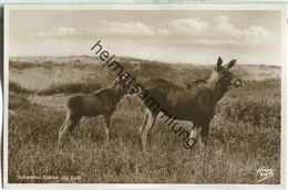 Delcampe - Kurische Nehrung - Sicherndes Elchtier Mit Kalb - Foto-Ansichtskarte - Verlag Fritz Krauskopf Königsberg - Ostpreussen