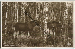 Delcampe - Kurische Nehrung - Sichernde Elchtiere - Foto-Ansichtskarte - Verlag Fritz Krauskopf Königsberg - Ostpreussen