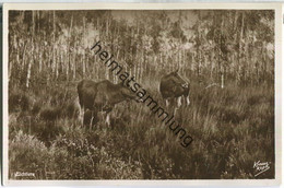 Delcampe - Kurische Nehrung - Elchtiere - Foto-Ansichtskarte - Verlag Fritz Krauskopf Königsberg - Ostpreussen
