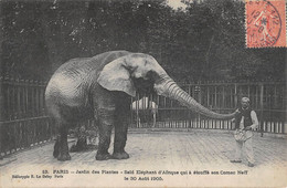 CPA 75 PARIS JARDIN DES PLANTES SAID L'ELEPHANT D'AFRIQUE QUI A ETOUFFE SON CORNAC - Altri & Non Classificati