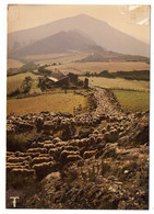 Delcampe - VALLERAUGUE -- L'arrivée à Bonperrier--Transhumance.... Troupeau De Moutons .....à Saisir - Valleraugue