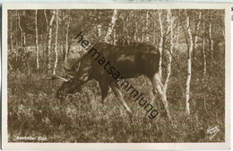 Delcampe - Kurische Nehrung - Aesender Elch - Foto-Ansichtskarte - Verlag Fritz Krauskopf Königsberg - Ostpreussen