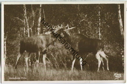 Delcampe - Kurische Nehrung - Kämpfende Elche - Foto-Ansichtskarte - Verlag Fritz Krauskopf Königsberg - Ostpreussen