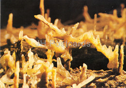 Delcampe - En Quercy - Les Grottes De Lacave - France - Unused - Lacave