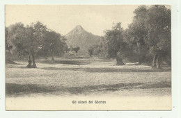 Delcampe - GLI OLIVETI DEL GHARIAN - NV  FP - Libyen