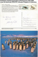 PreHistoric Animals Iguanodon & Plesiosaurus Chile 2000 Issue Se Tenent Pair $150 PPC Ushuaya Penguins In Antarctica - Préhistoriques