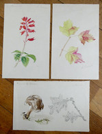 Lot 3 DESSINS ORIGINAUX Aquarelles G REUZE Signé Fleur Champignon Et Feuilles Dessin Aquarelle Dessin - Platten Und Echtzeichnungen