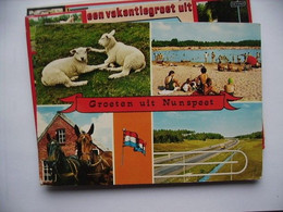 Nederland Holland Pays Bas Nunspeet Met Lammetjes En Paarden - Nunspeet