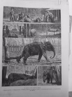 1882 UI ELEPHANTS TRAVAIL KRAAL ILE CEYLAN CAPTURE ANIMAL EPUISE - Non Classificati
