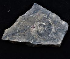 Rare   Fossile Marin 0.150 Grammes - Fossielen
