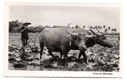 Viet-Nam -- Scène De Labourage  (attelage De Boeufs - Zébus  (   Animée)     .......à Saisir - Viêt-Nam