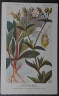 Compagnon Blanc - Fleur - Plante Médicinale - Etablissements Fumouze - Faubourg Saint-Denis - Paris - (n°20968) - Plantes Médicinales