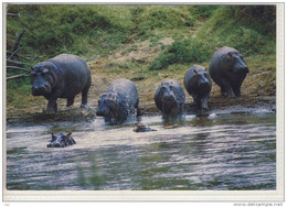 KENYA; KENIA,  AFRICAN WILDLIFE - Hippos    - Special Format - Hippopotamuses