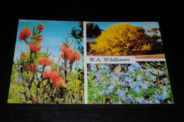 30064-              WEST AUSTRALIA, WILDFLOWERS - Flowers