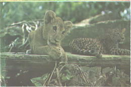 Lion And Leopard, Panthera Leo And Panthera Pardus - Lions