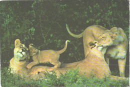 Tanzania:Three Lionesses And Two Cubs - Lions