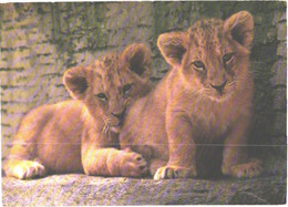 Switzerland:Zürich Zoo, Young Lions - Lions