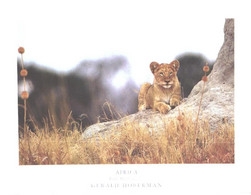 South Africa:Lion, Panthera Leo - Lions