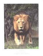 South Africa:Lion, Panthera Leo - Lions