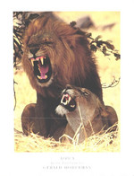 Africa:Lions, Panthera Leo - Lions