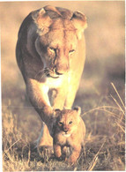 Lion With Young Cub - Lions