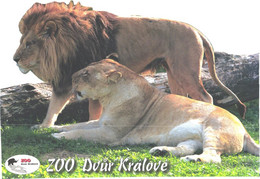 Czech:Kralove Zoo, Male Lion And Lioness - Lions