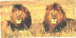 Male Lions - Lions