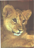 Estonia:Tallinn Zoo, Lion, Panthera Leo, Large Size Postcard, 1989 - Lions