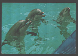 Dolfinarium Huy - Dolfijn / Dauphin / Dolphin - Dolfijnen