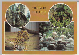 (96188) AK Cottbus, Tierpark, Mehrbildkarte, 1983 - Cottbus