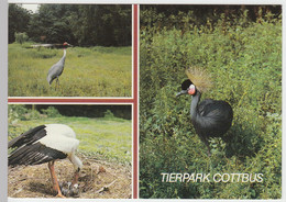 (96189) AK Cottbus, Tierpark, Mehrbildkarte, 1989 - Cottbus