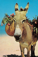 ANTIGUA - NATIVE DONKEY 1978  / P50 - Antigua & Barbuda