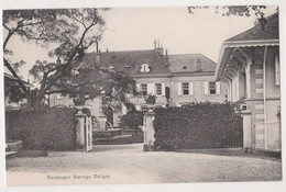 CAMPAGNE CARINGO CELIGNY ,POSTCARD - Céligny